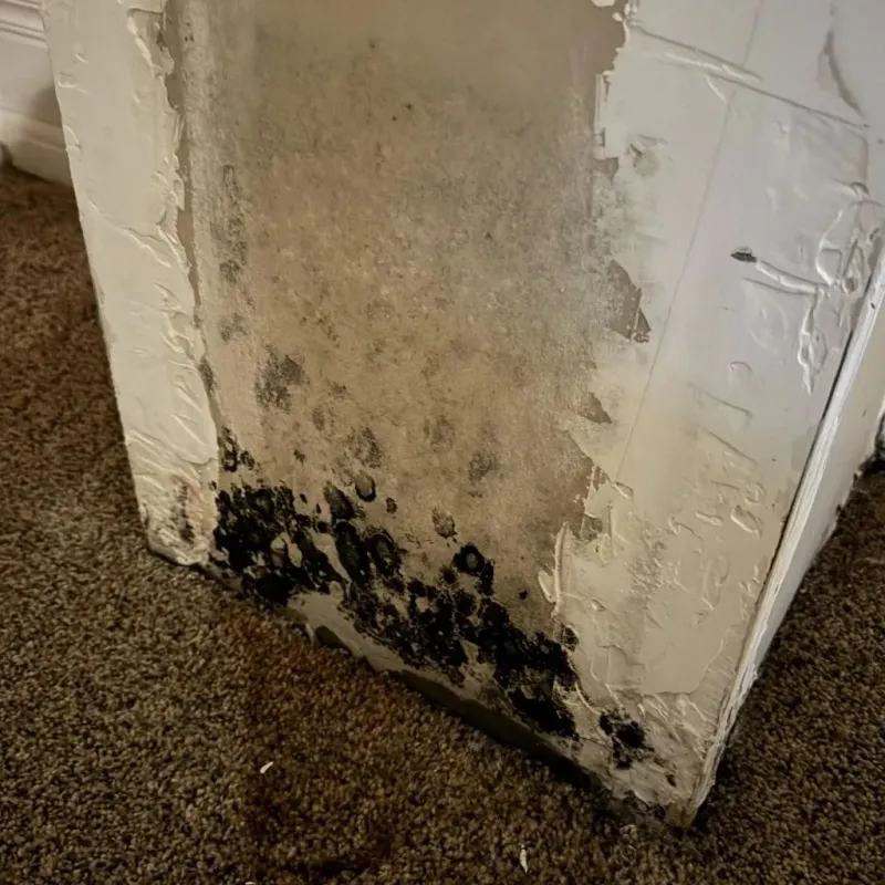 Professional Mold Removal in Elgin, OR
